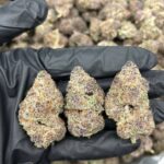 Trop Cherry Sativa Strain