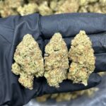 Papaya Punch Strain