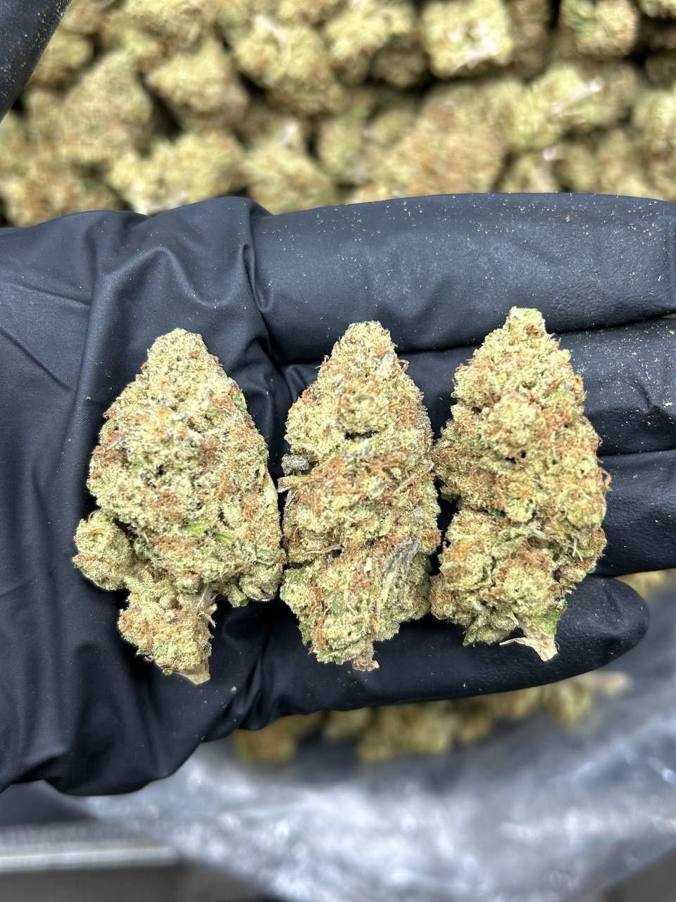 IMG_1744-13.jpeg Papaya Punch Strain - Image 1