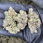 Watermelon Strain