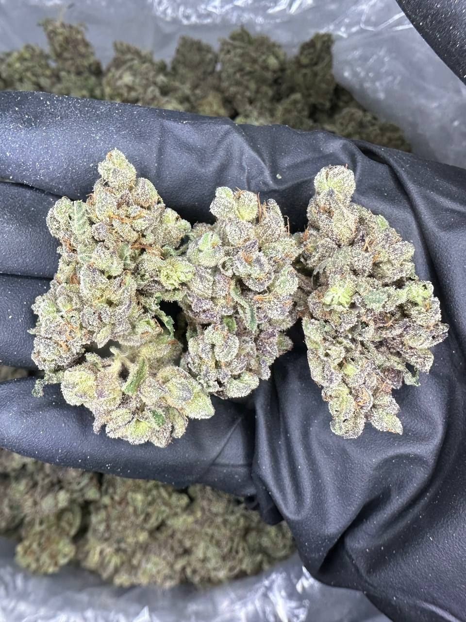 IMG_1781-13.jpeg Watermelon Strain - Image 1