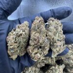 SFV OG (San Fernando Valley OG)
