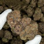 Sirius Black - Exotic Purple Indica Strain