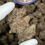 Frozen Gelato Strain