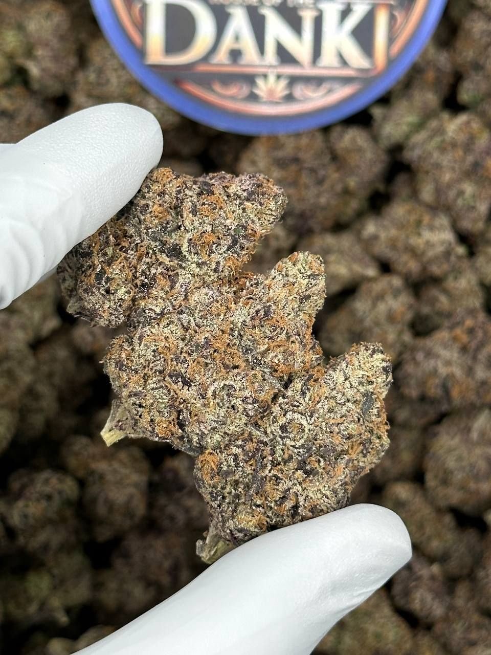 IMG_2034-13.jpeg Frozen Gelato Strain - Image 1
