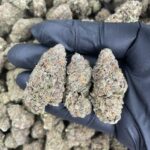 Granddaddy Purple Strain (GDP)